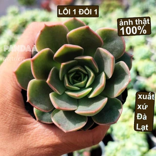 Sen Đá Hoa Hồng Đỏ Size 5-8cm, Vườn Sen Đá PANDAA GARDEN Đà Lạt Cây Siêu Khoẻ Dễ Chăm Trồng, Lỗi 1 Đổi 1