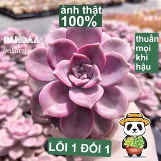 Sen Đá Hồng Mập Thân Thụ Size Trung Bình 9-11cm, Vườn Sen Đá PANDAA GARDEN Xuất Xứ Đà Lạt Khoẻ Đẹp, Lỗi 1 Đổi 1