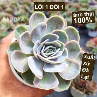 Sen Đá Lola Tím Size Trung 10-12cm, Vườn Sen Đá PANDAA GARDEN Xứ Đà Lạt Siêu Đẹp, Thích Nghi Mọi Khí Hậu, Lỗi 1 Đổi 1