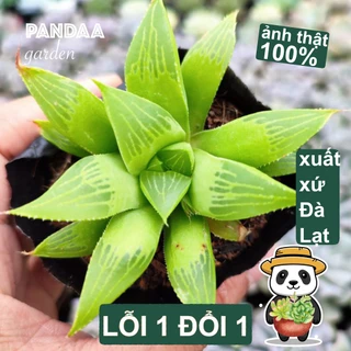 Sen Đá Guốc Size Bé 5-7cm Siêu Đẹp, Vườn Sen Đá PANDAA GARDEN Xứ Đà Lạt Khoẻ Đẹp, Thích Nghi Mọi Khí Hậu, Lỗi 1 Đổi 1