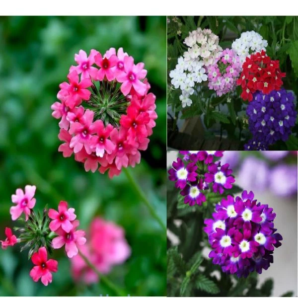 Hạt giống hoa cúc nữ hoàng, cúc indo nhiều màu bền chịu được nhiệt hoa quanh năm