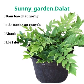 Chậu cứng Holly fern- Dương xỉ Holly