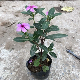 Cây hoa dừa cạn ( dừa ta ), chiều cao 15-20cm sẵn hoa sinh trưởng tốt dễ dàng chăm sóc, thích hợp trang trí cảnh quan
