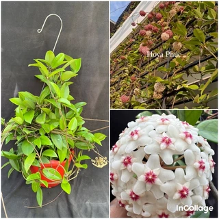 Hoa Cẩm cù hoya carnosa white thân leo, nhiều size cây, hoa thơm, phát triển nhanh, dễ trồng