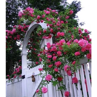 Cây hoa hồng thân bụi sum cao 40-50cm