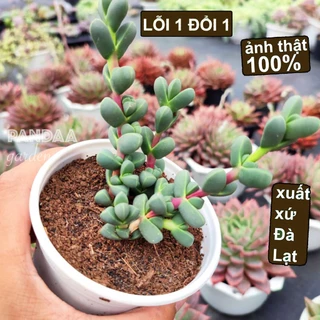 Sen Đá Tim Size Trung 9-11cm Siêu Cute Dễ Chăm, Vườn Sen Đá PANDAA GARDEN Đà Lạt, Thích Nghi Mọi Khí Hậu, Lỗi 1 Đổi 1