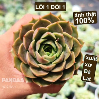 Sen Đá Hoa Hồng Đỏ Siêu Phẩm Ép Màu Full Nắng Mưa Size 5-8cm, Vườn Sen Đá PANDAA GARDEN Đà Lạt Khoẻ Đẹp, Lỗi 1 Đổi 1