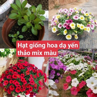 GÓI 200 HẠT GIỐNG HOA DẠ YẾN THẢO KÉP NHIỀU MÀU