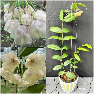 Hoa Cẩm cù hoya campanulata hoa rất đẹp, hoa quanh năm, hoa thơm