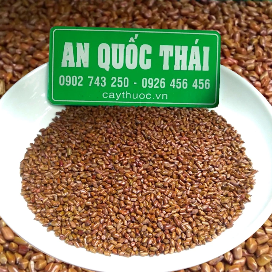 100g Hạt Muồng (Thảo Quyết Minh, Quyết Minh Tử) Thơm Sạch, Loại 1, Hạt Muồng Ngủ Mát Gan, Sáng Mắt, Thanh Nhiệt Cơ Thể