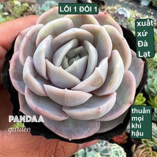 Sen Đá Lola Hồng Giống Mới Size 5-8cm ẢNH THẬT, Vườn Sen Đá PANDAA GARDEN Đà Lạt Thích Nghi Mọi Khí Hậu, Lỗi 1 Đổi 1