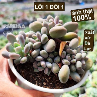 Sen Đá Sỏi Nâu Hồng Size Trung 10-12cm, Vườn Sen Đá PANDAA GARDEN Đà lạt Khoẻ Đẹp, Thích Nghi Mọi Khí Hậu, Lỗi 1 Đổi 1