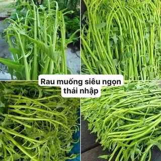 HẠT GIỐNG RAU MUỐNG XANH SIÊU ĐỌT  RAU MUỐNG CHÙM GÓI  15 GR