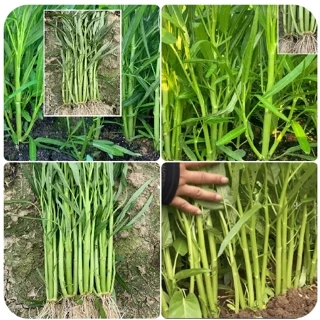 Gói 20gram hạt giống rau muống ba chạc