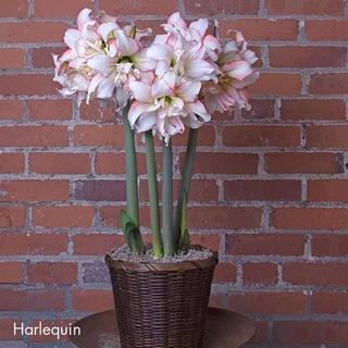 Củ hoa Lan huệ kép Harlequin( chuẩn màu)