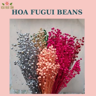 Hoa đậu Fugui beans khô Vĩnh cửu - Cắm hoa, decor, handmade Hoa Nhà Tấm