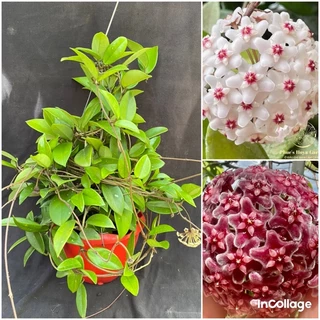 Hoa Cẩm cù - hoya Carnosa white mix red button thân leo, hoa trắng và đỏ, rất thơm, phát triển nhanh, siêng hoa