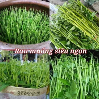 HẠT GIỐNG RAU MUỐNG CHÙM ( rau muống siêu ngọn)- gói 20gram