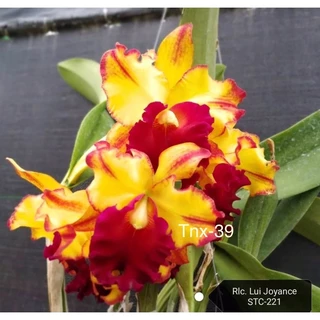 Cattleya Rlc. Lui Joyance