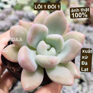 Sen Đá Sỏi Hồng Lá Dài Size Bé 5-7cm Siêu Đẹp, Vườn Sen Đá PANDAA GARDEN Đà Lạt Cây Khoẻ, Dễ Thích Nghi, Lỗi 1 Đổi 1