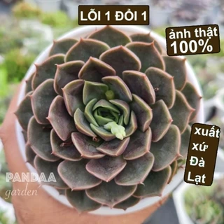 Sen Đá Hoa Hồng Đỏ Size Trung 9-11cm, Xuất Xứ Vườn Sen Đá PANDAA GARDEN Đà Lạt Khoẻ Đẹp, Lỗi 1 Đổi 1