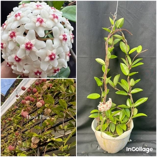 Hoa Cẩm cù - hoya Carnosa white, hoa rất thơm, siêng hoa, leo giàn tốt