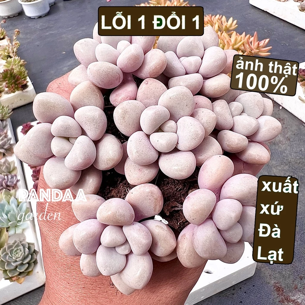 Sen Đá Sỏi Hường Mini Size 2-4cm, Vườn Sen Đá PANDAA GARDEN Đà Lạt Thích Nghi Mọi Khí Hậu, Lỗi 1 Đổi 1, Sen Đá Văn Phòng