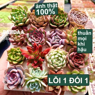 Combo Sen đá mini Đà lạt Combo 49 Loại Mix  Size 2-4cm, Sen Đá PANDAA GARDEN, Thuần Mọi Khí Hậu, Lỗi 1 Đổi 1