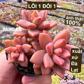 Sen Đá Nâu Size 5-8cm, Vườn Sen Đá PANDAA GARDEN Đà Lạt Thích Nghi Mọi Khí Hậu, Dễ Trồng Dễ Chăm, Lỗi 1 Đổi 1