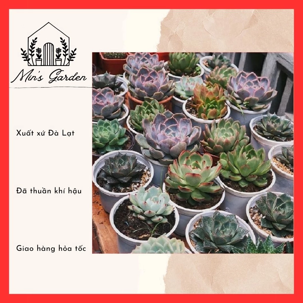 [Chọn mẫu] Sen đá size trung, size nhỡ 9-12cm các loại 🔥FREE SHIP🔥 Xuất xứ Đà Lạt, đã thuần khí hậu