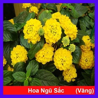 Hoa ngũ sắc vàng - Trâm ổi vàng - hoa nở quanh năm, sai hoa, cây cảnh trang trí sân vườn, ban công