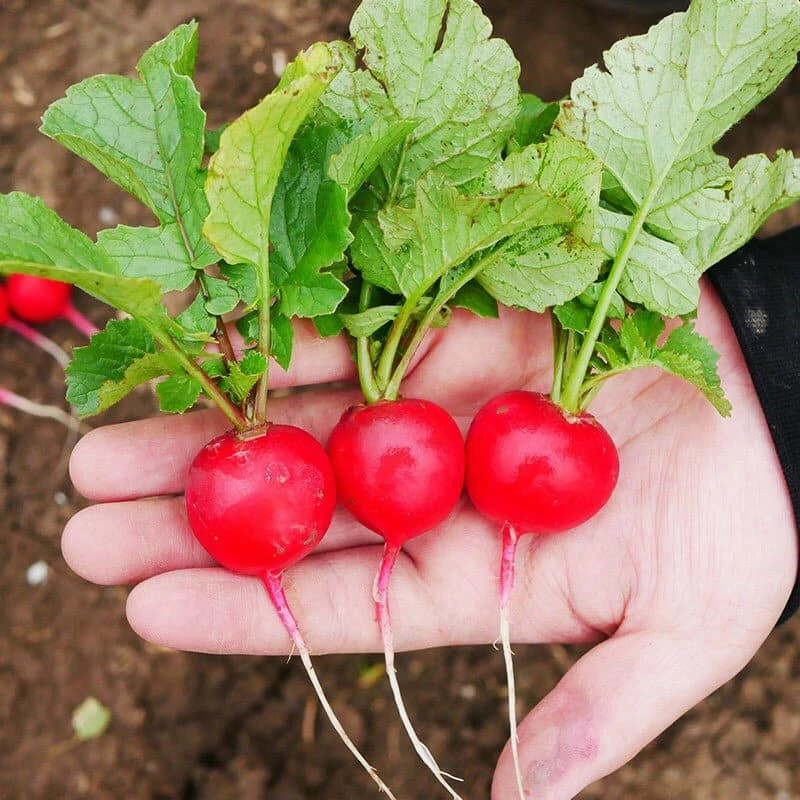 [ Hạt giống Mai nguyễn] 500 Hạt giống củ cải cherry đỏ 30 ngày- nảy 99%