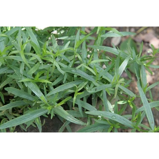 Hạt giống cây ngải Giấm - Tarragon - Hàng công ty, nảy mầm tốt- Tặng gói bón lá