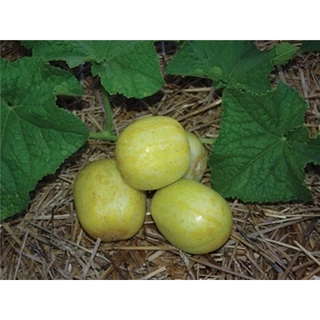 10 Hạt giống Dưa chuột khoai tây - Hàng chất lượng, đúng loại cây - Tặng Kích nảy mầm kèm Hướng dẫn trồng
