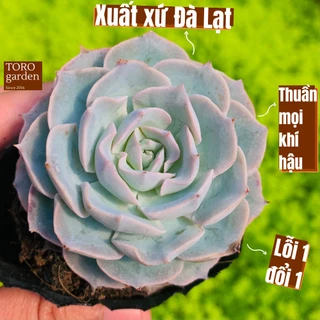 Sen đá hồng phấn Đà Lạt size bé cây cảnh trang trí nhà cửa Toro garden