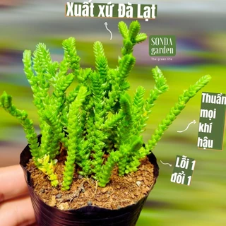 Cỏ trúc xanh SONDA GARDEN size bé 4-5cm, cây cảnh trang trí nhà cửa, lỗi 1 đổi 1