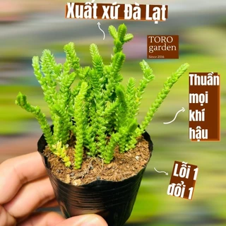 Cỏ trúc xanh Đà Lạt size bé cây cảnh trang trí nhà cửa Toro garden