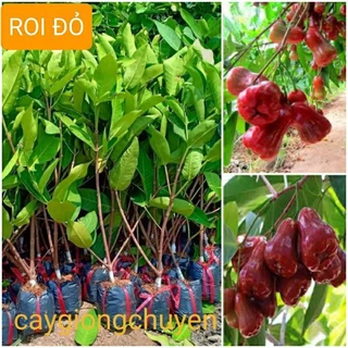 Cây giống roi đỏ Thái Lan ( mận đỏ An Phước) không hạt