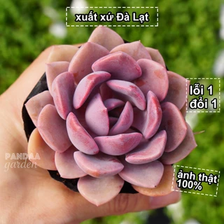 Sen Đá Hồng Hoa Size 5-8cm, Sen Đá Thuần Chủng PANDAA GARDEN Đà Lạt, Sen Đá Để Bàn Làm Việc, Dễ Thích Nghi Lỗi 1 Đổi 1