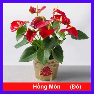 Cây Hồng Môn Đỏ - cây cảnh phong thủy mang lại may mắn và hạnh phúc