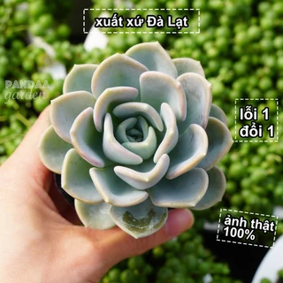 Sen Đá Muỗng Xanh Giống Mới Size 5 - 8cm Lên Màu Siêu Đẹp, Đã Thuần Khí Hậu, Sen Đá PANDAA GARDEN Đà Lạt Lỗi 1 Đổi 1