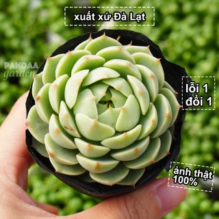 Sen Đá vân mai Xanh Giống Mới Size 5 - 8cm Siêu Đẹp, Sen Đá Vườn PANDAA GARDEN Đã Thuần Khí Hậu, Dễ Chăm, Lỗi 1 Đổi 1