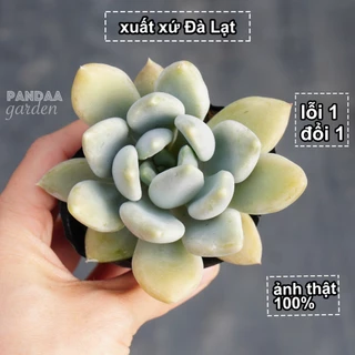 Sen Đá Sỏi Trắng Indo Giống mới Size 5-8cm, Vườn Sen PANDAA GARDEN Xuất Xứ Đà Lạt, Cây Khoẻ Dễ Chăm Trồng, Lỗi 1 Đổi 1