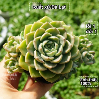 Sen Đá Bánh Trung Thu Size 5 - 8cm, PANDAA GARDEN Xuất Xứ Đà Lạt, Cây Khoẻ Cực Dễ Chăm Trồng, Lỗi 1 Đổi 1