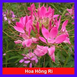 Cây Hoa Hồng Ri - Cây hoa Túy Điệp - caykiengsadec