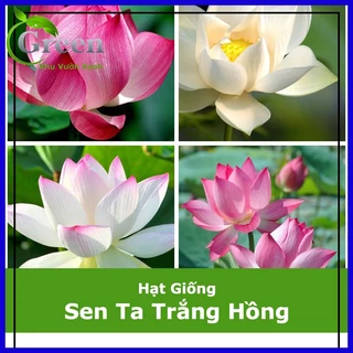 Hạt Giống Sen Ta Trắng Hồng Mix (15 Hạt)