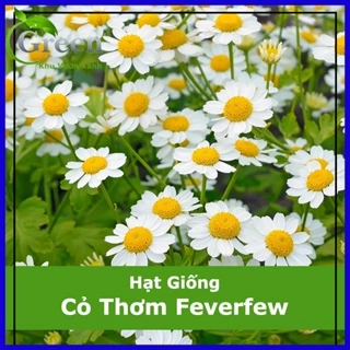 Hạt Giống Cây Cỏ Thơm Feverfew - Cúc Tana (50 Hạt)