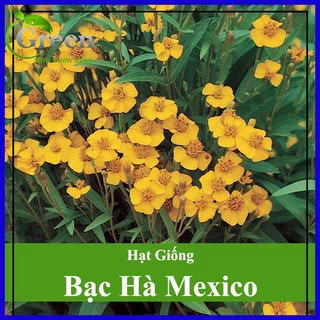 Hạt Giống Bạc Hà Mexico Thơm Dễ Trồng (50 Hạt)