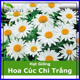 Hạt Giống Hoa Cúc Chi Trắng Shasta (100 Hạt)