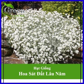 Hạt Giống Hoa Sát Đất Lâu Năm Chịu Hạn Xeriscape (50 Hạt)